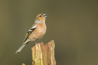 Chaffinch singing on a wooden post