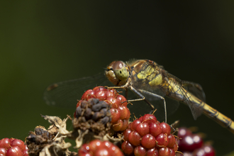 common darter dragonfly sitting on unripe blackberries