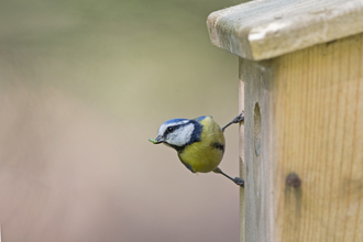 A blue tit standing on the side of a nest box with a caterpillar in its mouth