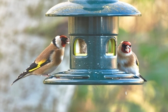 two goldfinches on a bird feeder