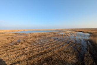 A sunny view of freshly cut reedbed at Dingle Marshes