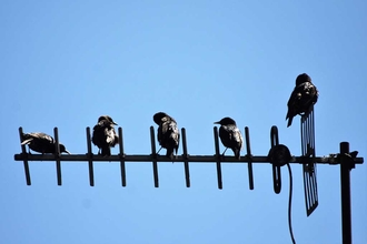 IMG_6386-Starlings-demonstrate-social-distancing.-544-Fulwood-Rd-29.5.20-Nigel-Jones