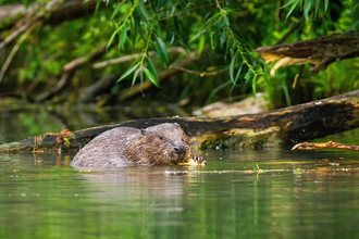 Beaver, Scotland