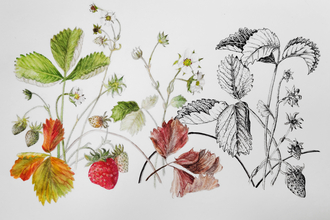 Wild Strawberries, Ruth Wharrier, Botanical School of Art