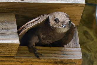 Swift exciting a nest box