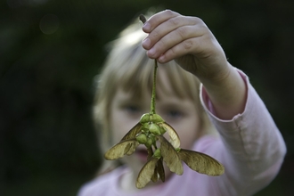 Young girl holding sycamore seeds