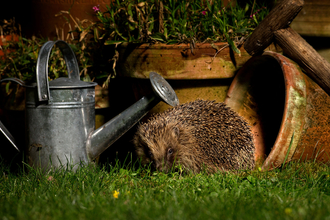 Suffolk Wildlife Trust