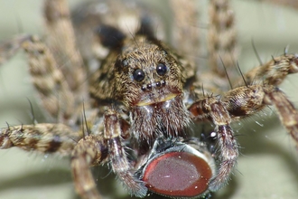 Wolf spider - Janet Packham