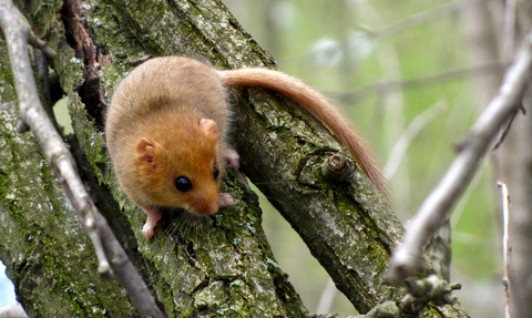 Dormouse Suffolk Wildlife Trust