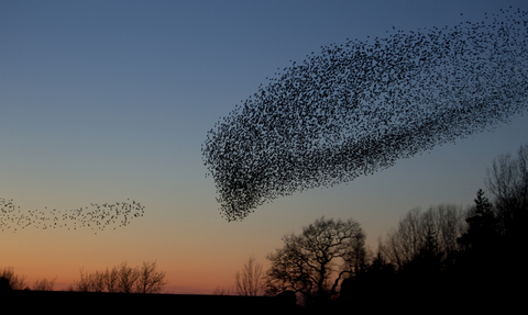 Starling murmuration heading to roost at sunset, The Wildlife Trusts