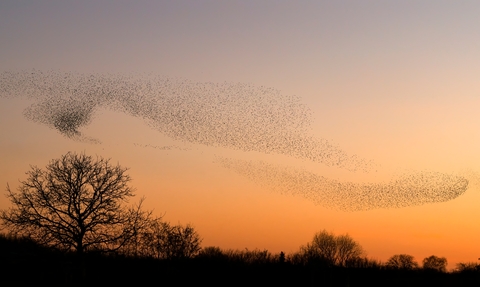 A murmuration of starling in sunset sky of orange and purple
