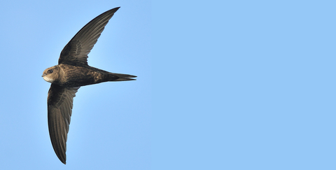 Save Our Suffolk Swifts 