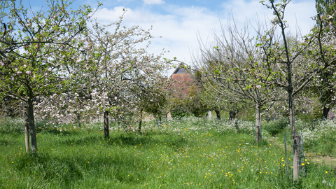 Orchard