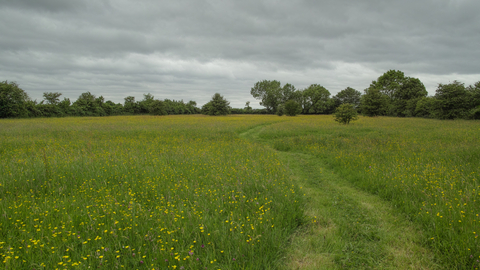 Winks Meadow Suffolk Wildlife Trust