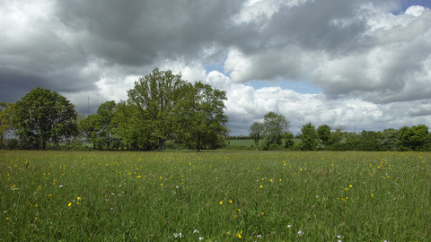 Mickfield meadow nature reserve Suffolk Wildlife Trust