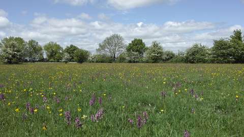 2024 Winks + Wildflowers