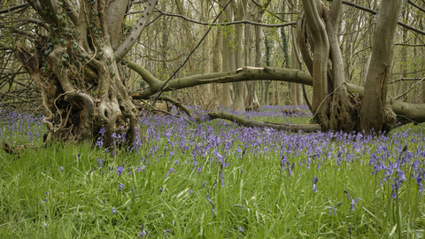 Reydon wood Suffolk Wildlife Trust