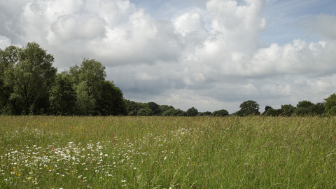 Mellis Common nature reserve Suffolk Wildlife Trust