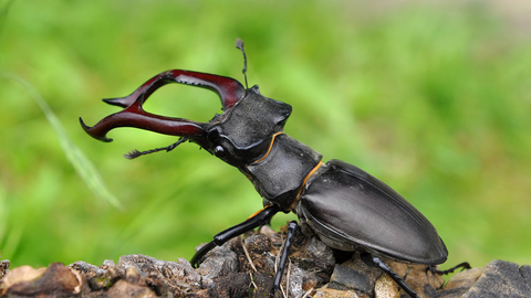 Stag beetle Suffolk Wildlife Trust
