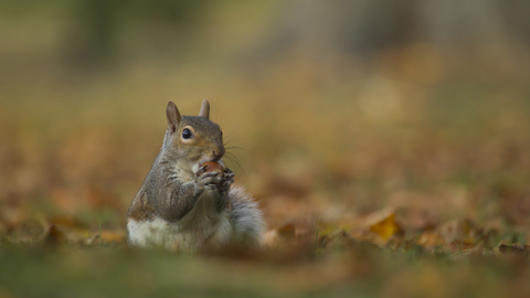 Grey Squirrel , Christchurch Park Kevin Sawford  