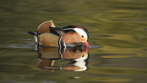 Mandarin duck, Christchurch Park, Kevin Sawford 