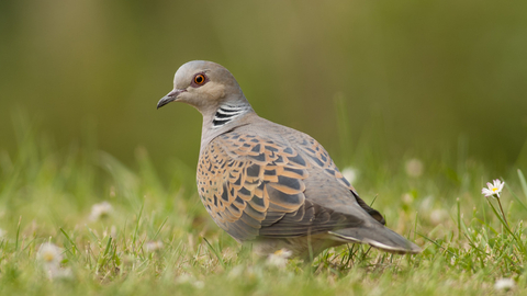 Turtle dove