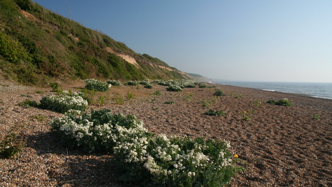 Suffolk Wildlife Trust