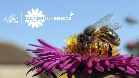 Action for insects Nick Upton
