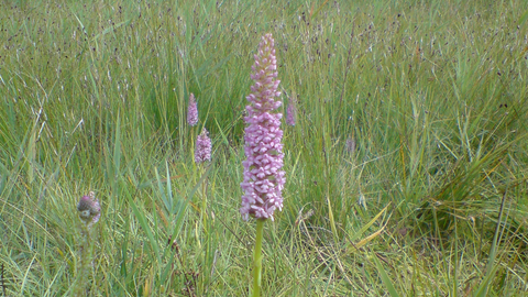 Marsh fragrant orchid by Steve Aylward