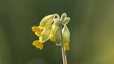 Cowslip by Steve Aylward