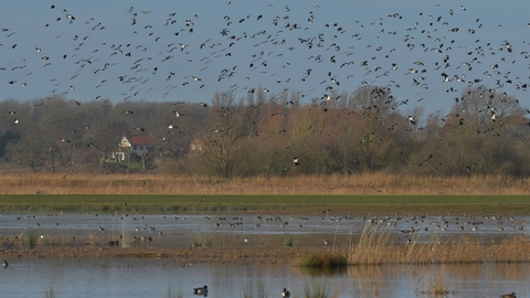 Lapwing over Petos marsh