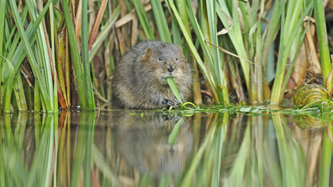 Suffolk Wildlife Trust