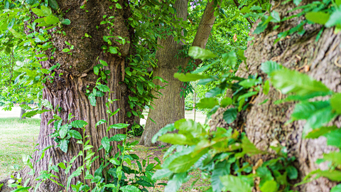 Sweet chestnut trees - John Ferguson 