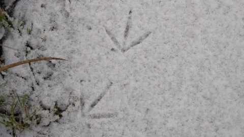 Bird prints in the snow - Ellen Shailes