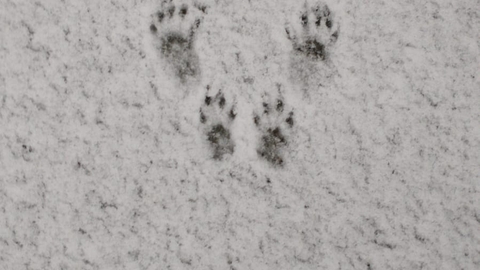 Rabbit prints in the snow - Ellen Shailes