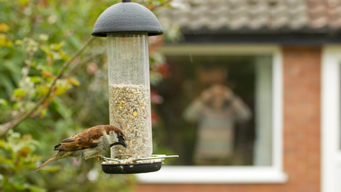 Bird feeder - Ben Hall/2020VISION