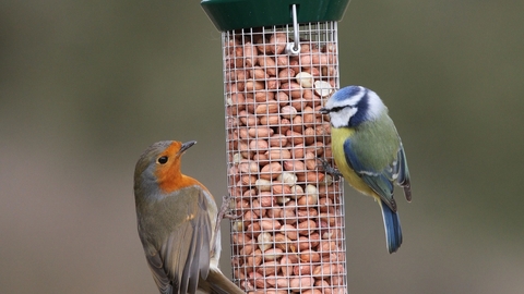 Robin and blue tit on bird feeder