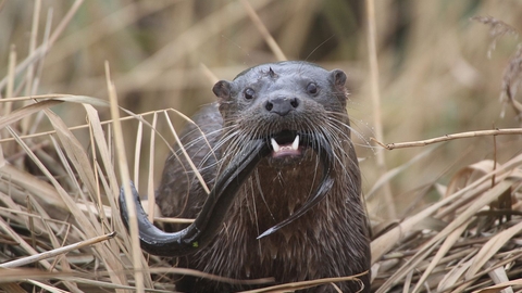 Otter and eel at Carlton Marshes - Andrew Easton