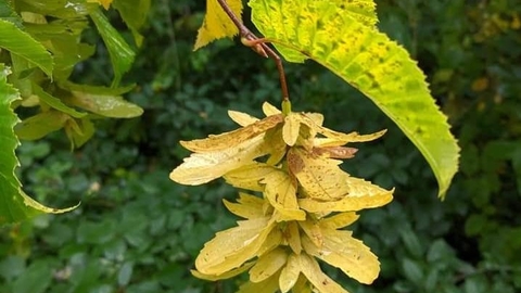 Hornbeam seeds