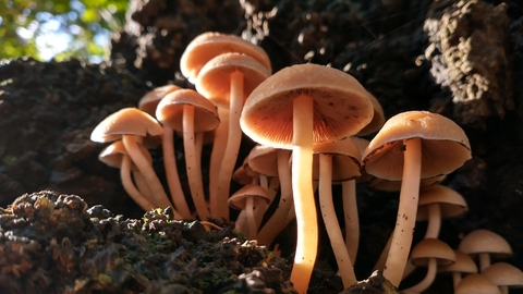 Fungi in the sun - Andrew Hickinbotham 