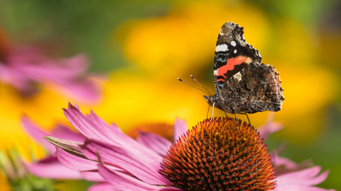 Red Admiral, courtesy of Kevin Sawford