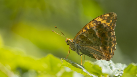 Silver washed fritillary, courtesy of Kevin Sawford