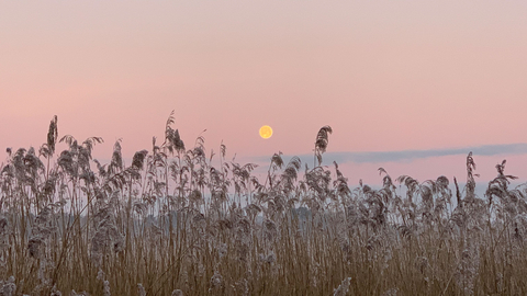 Sunset at Hen Reedbeds