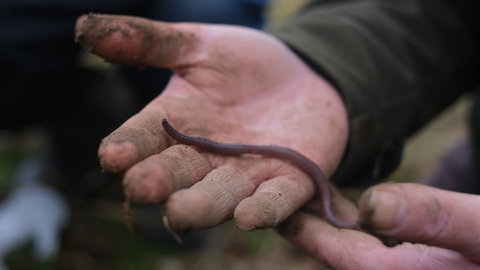 The living soil - news peice