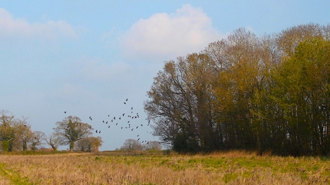 Looking towards Crag Pit Wood, Foxburrow nature reserve, Nicola Coe