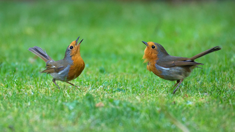 robins