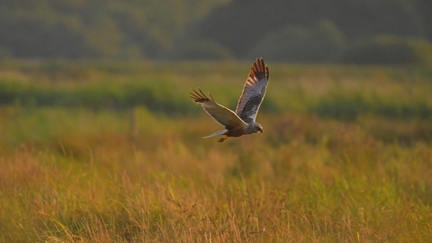 guided walk image