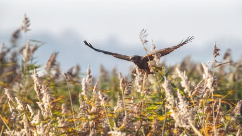 A marsh harrier gliding through reeds in marsh