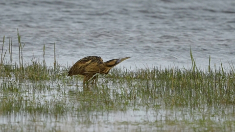 A bittern amongst shallow reeds at Carlton Marshes