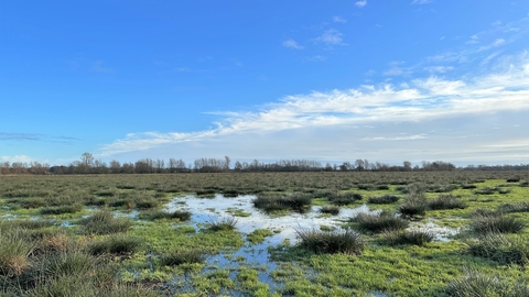 An area of marshland